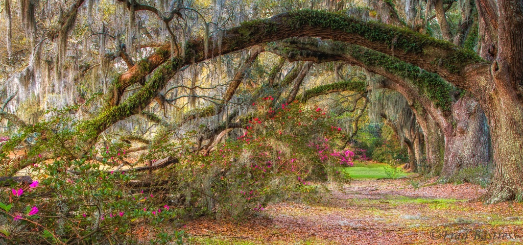 Magnolia Gardens, Charleston - ID: 15661910 © Fran  Bastress