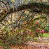 2Magnolia Gardens, Charleston - ID: 15661910 © Fran  Bastress
