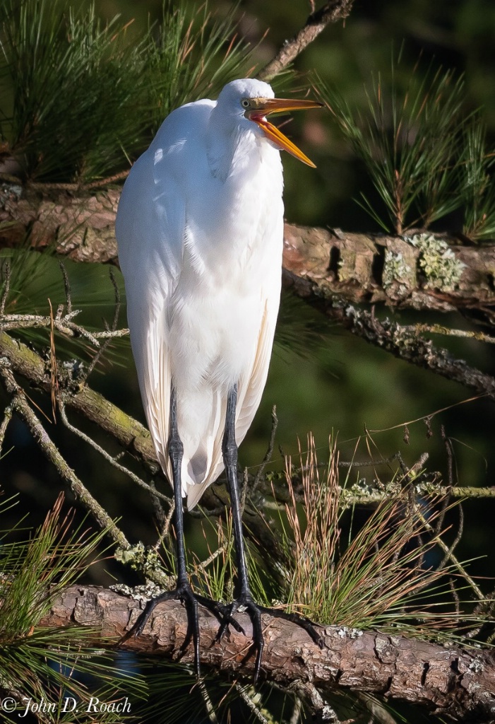 Squawking Egret - ID: 15661941 © John D. Roach