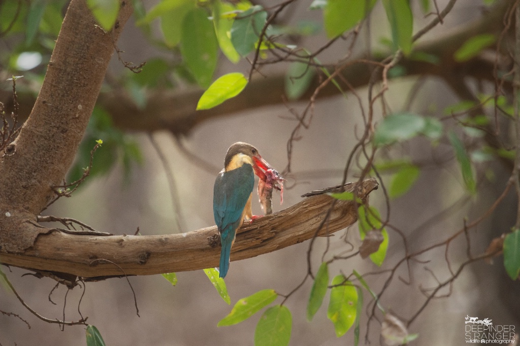 Stork-billed Kingfisher (Halcyon capensis) +catch 