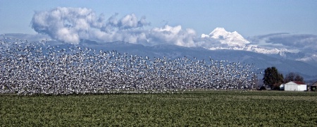 Snow Geese Over Skagit Valley