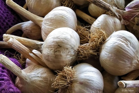 Garlic