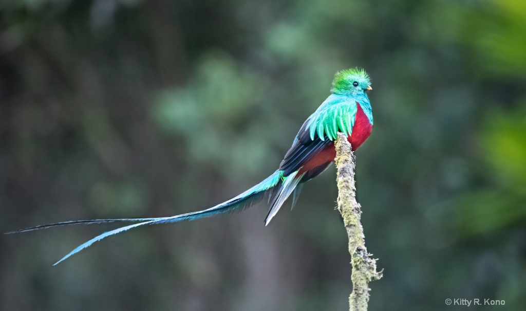 The Resplendent Quetzal - ID: 15662299 © Kitty R. Kono