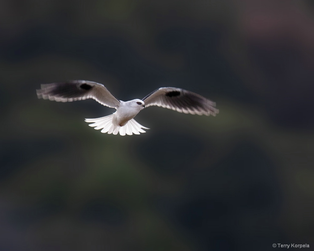 White-tailed Kite - ID: 15662310 © Terry Korpela
