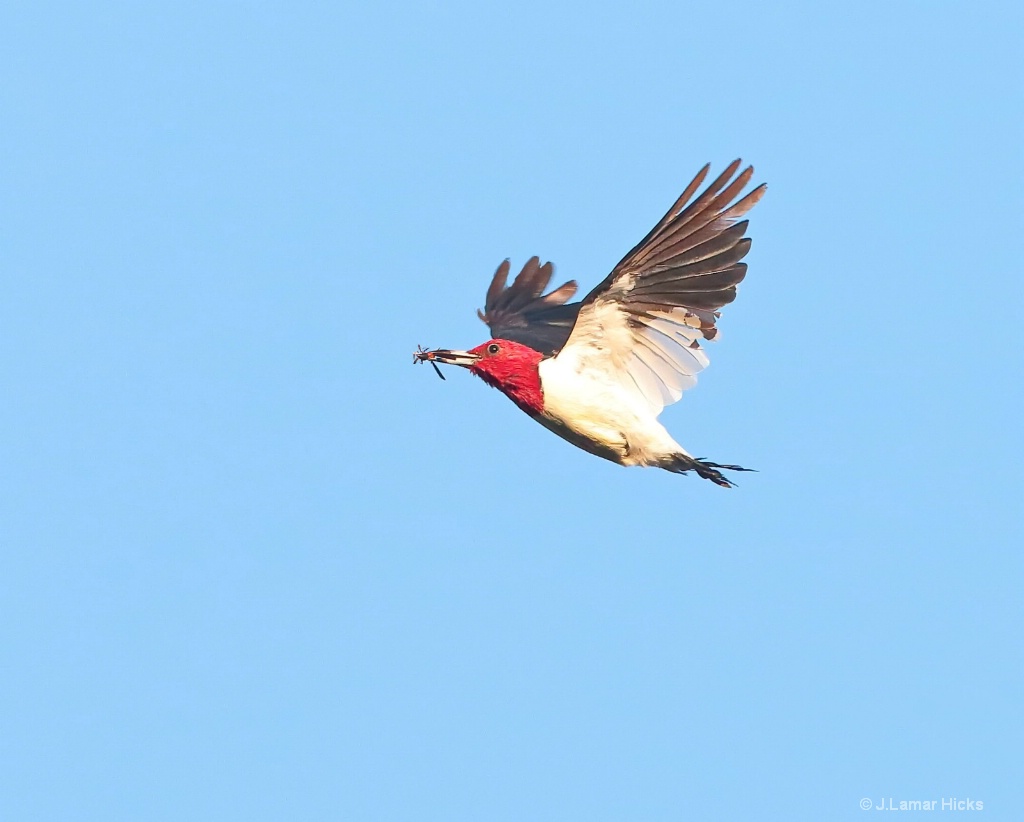 Red Headed Woodpecker-w- Wasp 