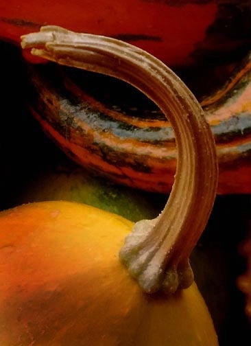 Tail of a pumpkin