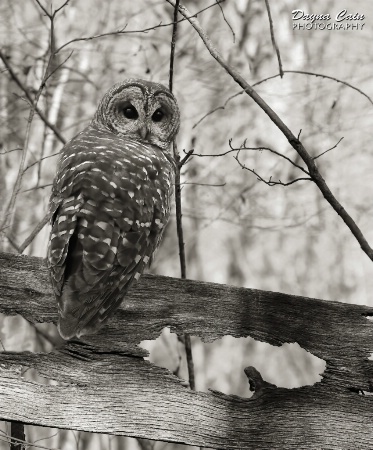 Barred Owl Bestie (2)