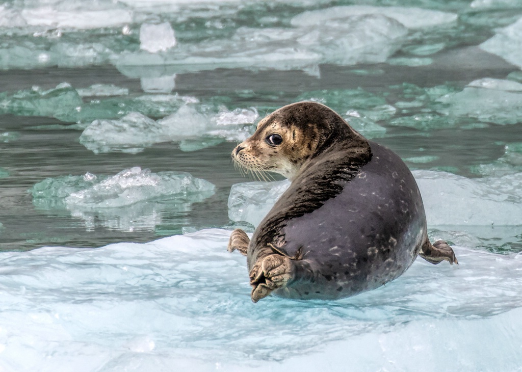 Harbor Seal  