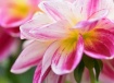 Dahlia Splendor