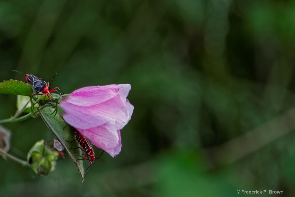 Bugs And Flower