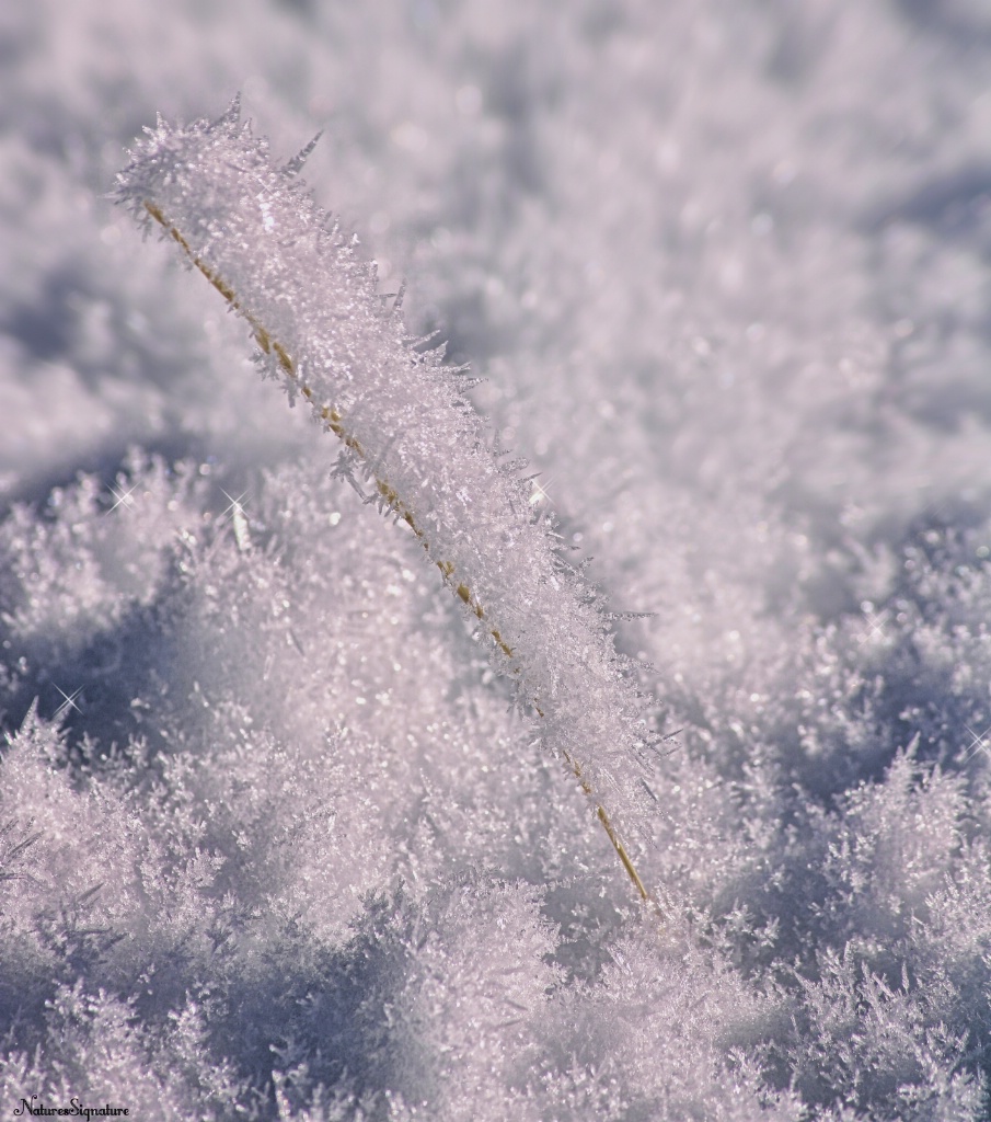 ~ Sparkling Snow ~ - ID: 15663444 © Trudy L. Smuin