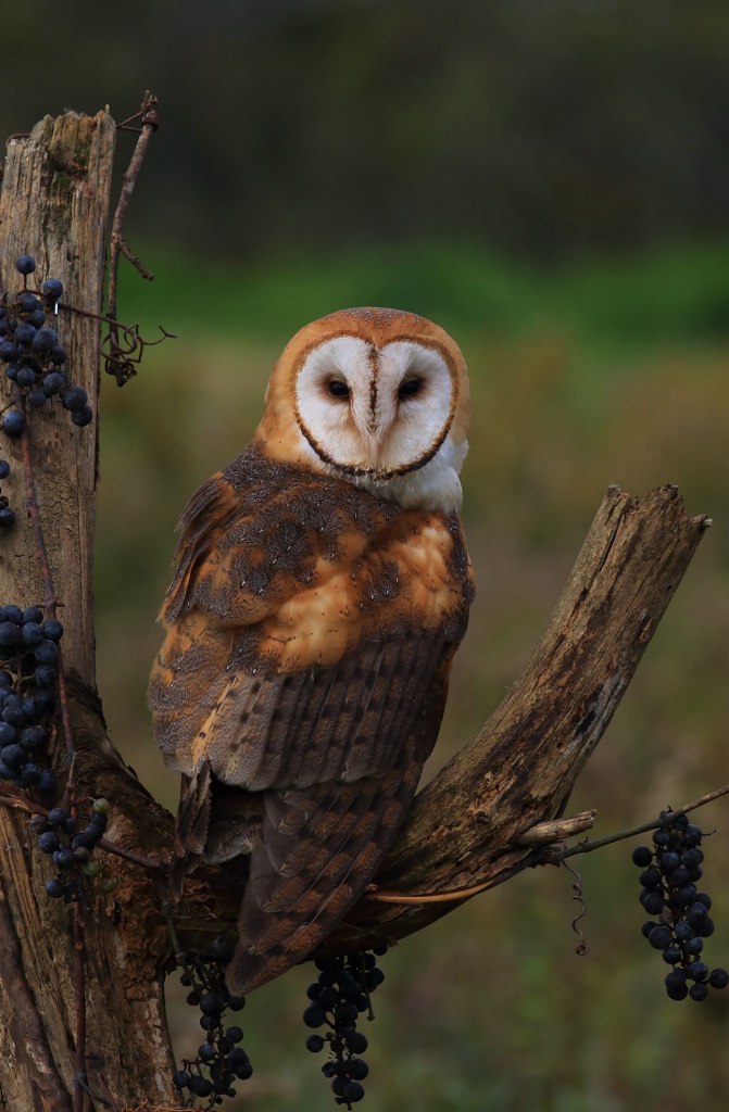 Barn Owl