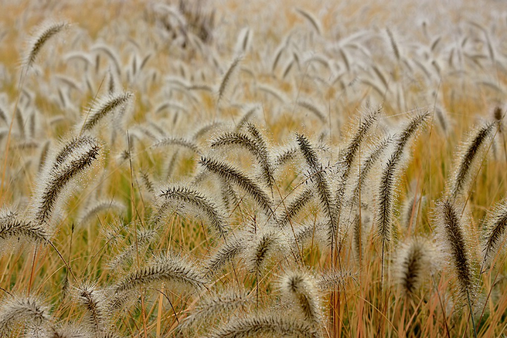 Fields of Gold