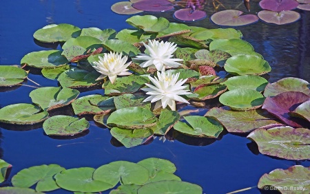 Water Lily in Texas 