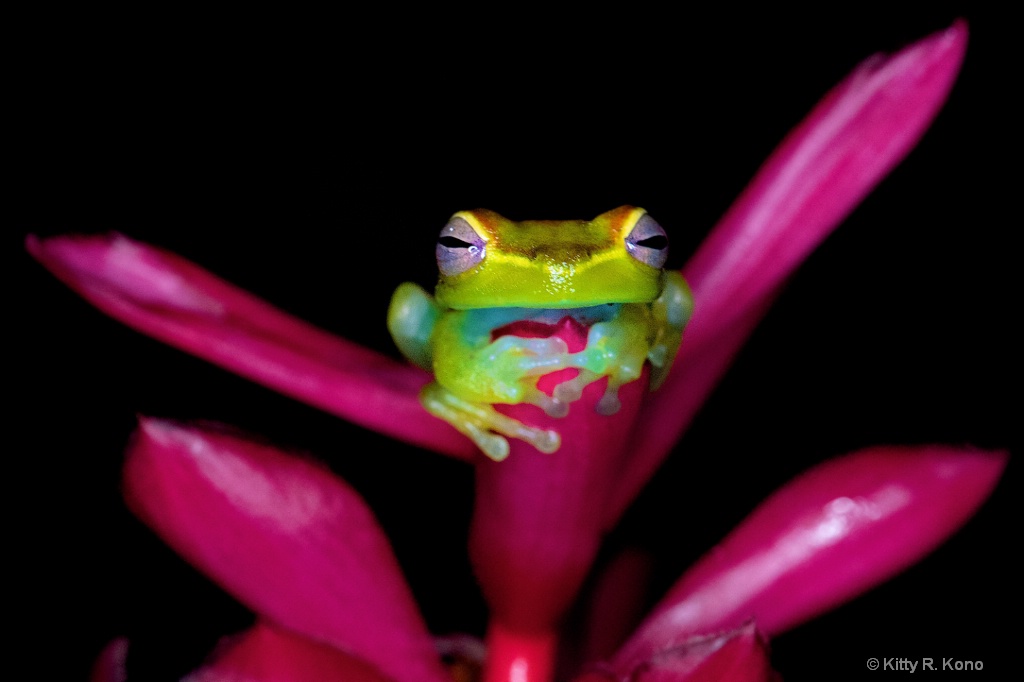 Little Green Frog in the Rain Forest - ID: 15663792 © Kitty R. Kono