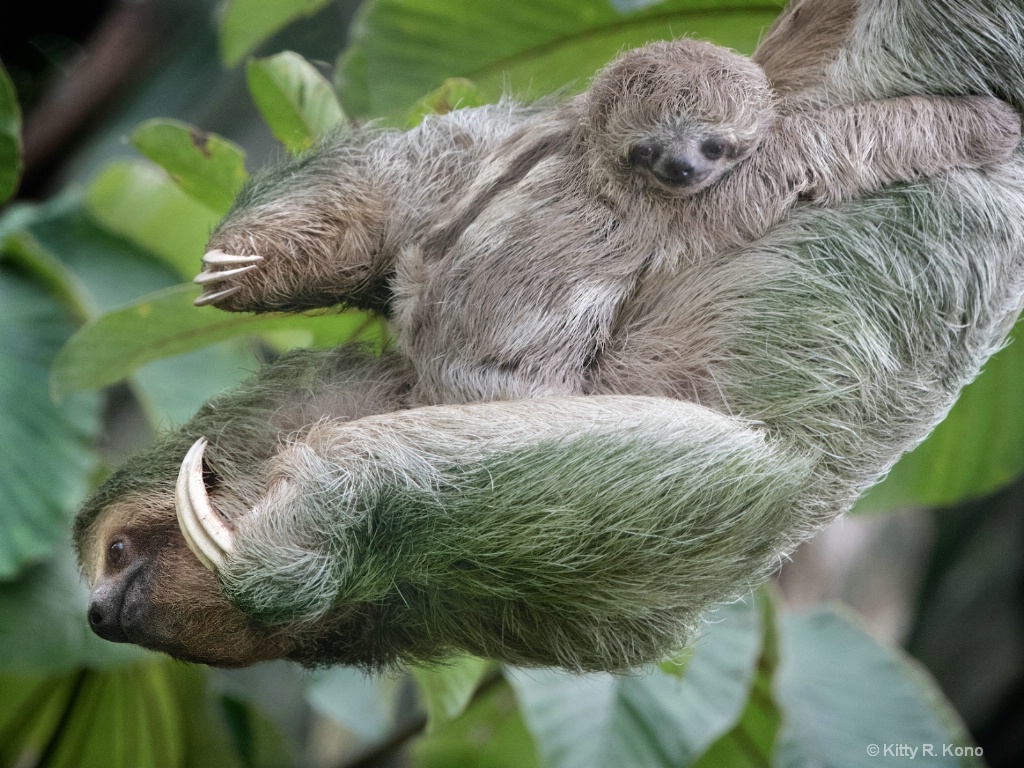 Mom and Babe Sloth  - ID: 15663793 © Kitty R. Kono