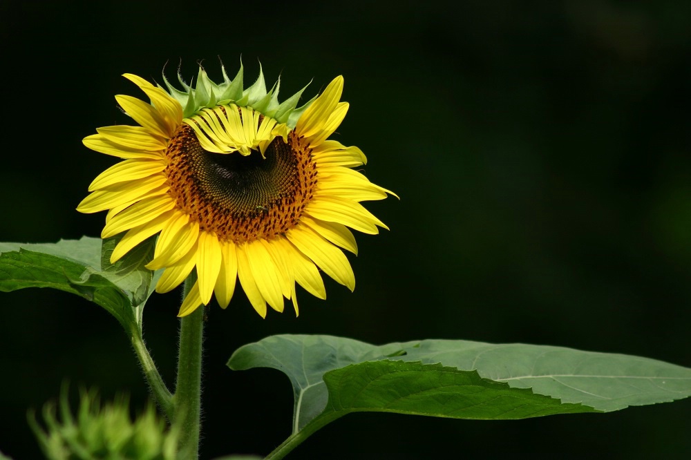 Blooming Sunflower