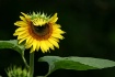 Blooming Sunflowe...