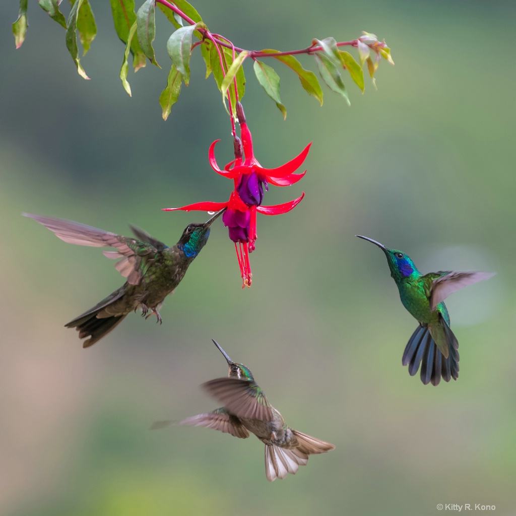 The Dance of the Hummingbirds  - ID: 15663801 © Kitty R. Kono