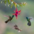 © Kitty R. Kono PhotoID# 15663801: The Dance of the Hummingbirds 