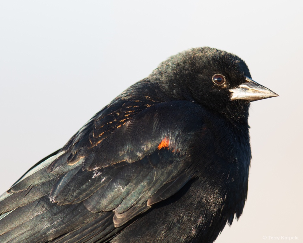 Red-winged Blackbird - ID: 15663822 © Terry Korpela