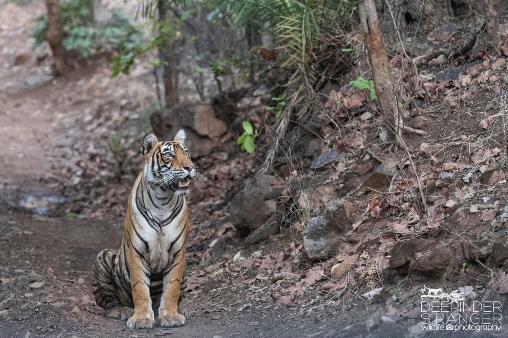 Tiger on the road.-crop