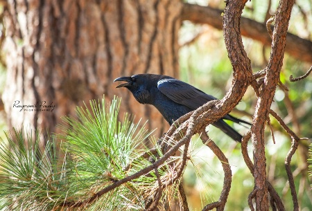Black Crow Croaking