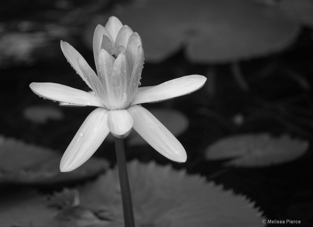 Water Lily in Black and White