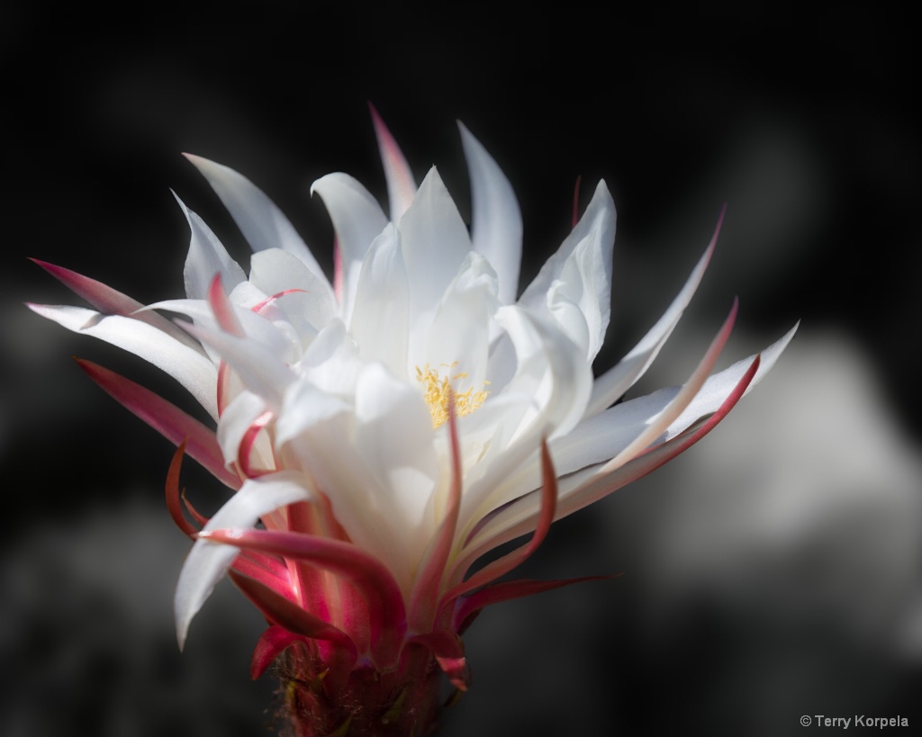 Berkeley Botanical Garden Cactus Flower - ID: 15664237 © Terry Korpela