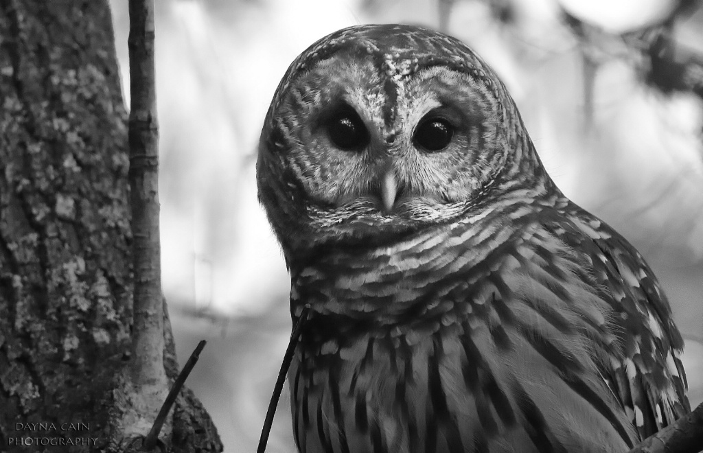 Barred Owl Bestie in B&W