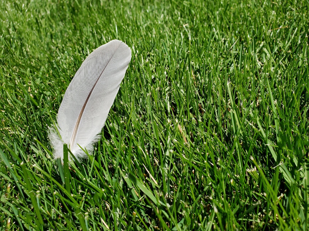 Just a Feather