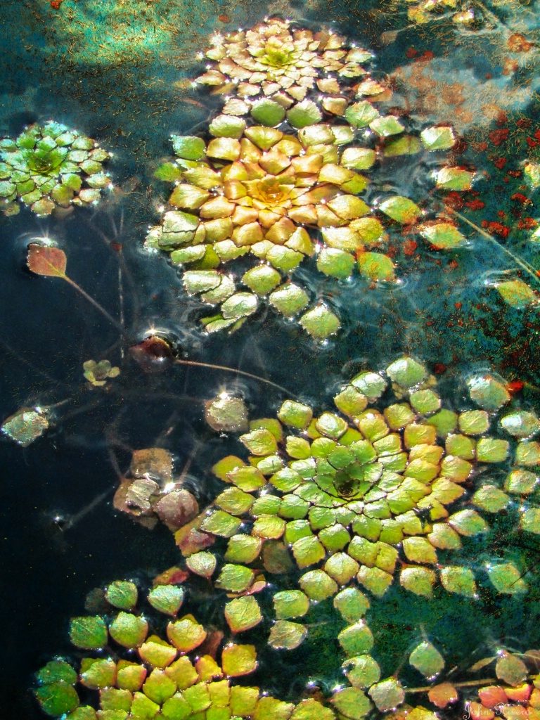 Meditative Lily Pads