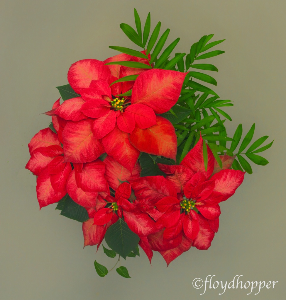 Poinsetia Flower Arrangement
