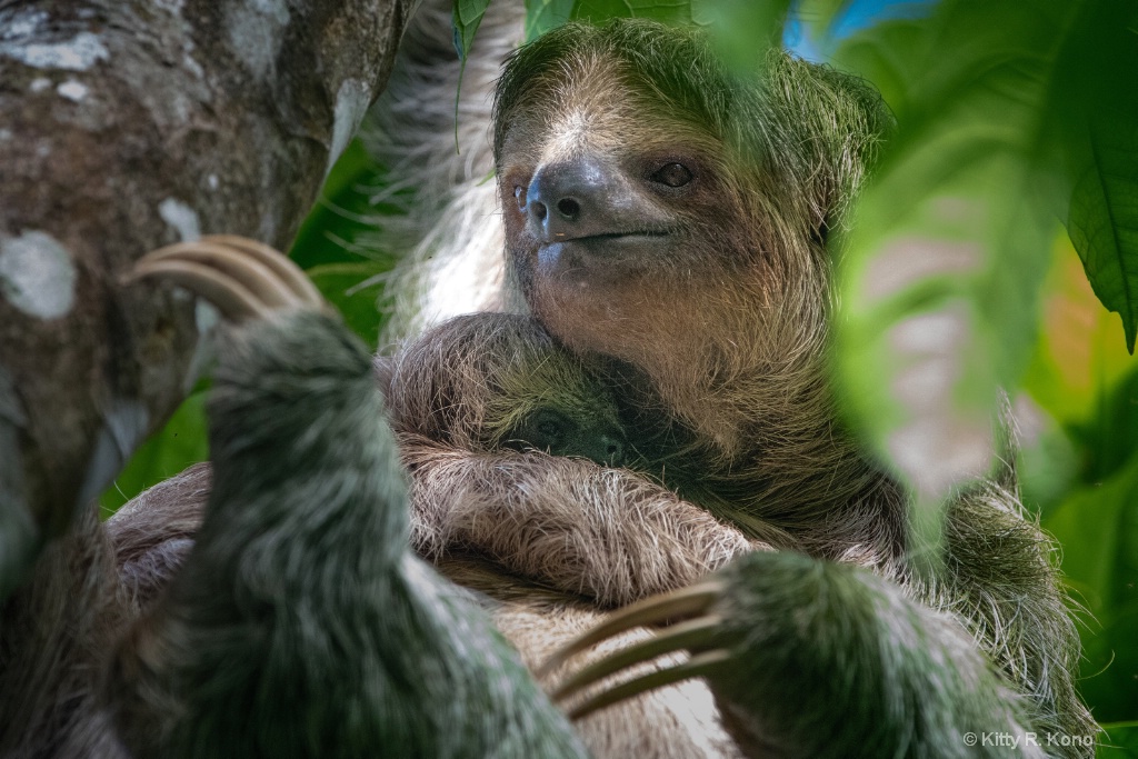 Mom and Baby Three Toed Sloth - Costa Rica - ID: 15665019 © Kitty R. Kono