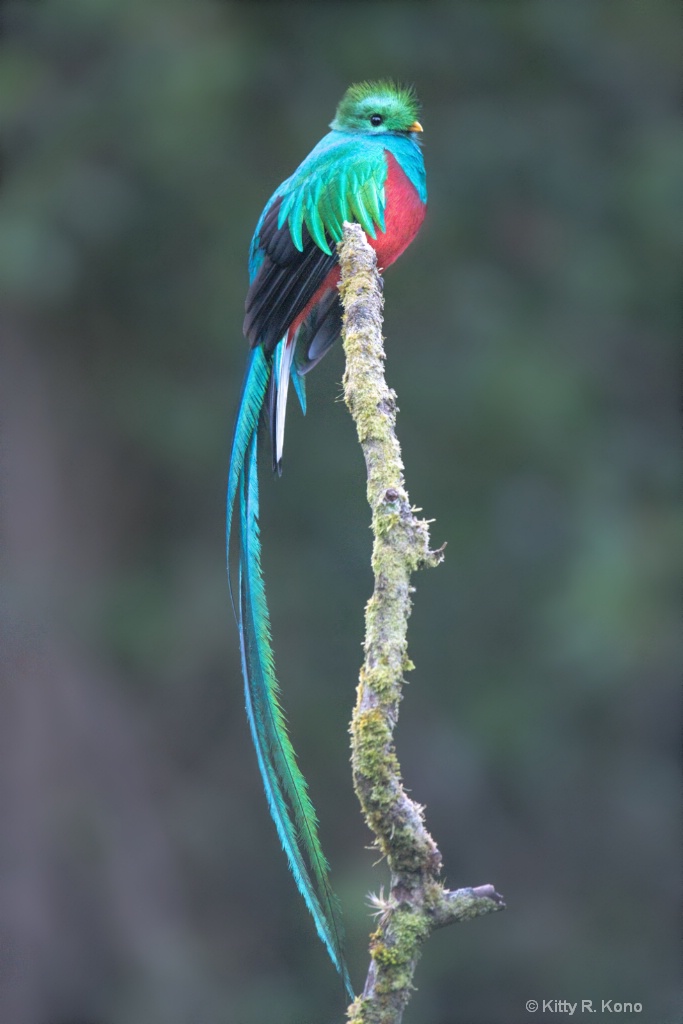 Oh the Resplendent Quetzal - ID: 15665020 © Kitty R. Kono