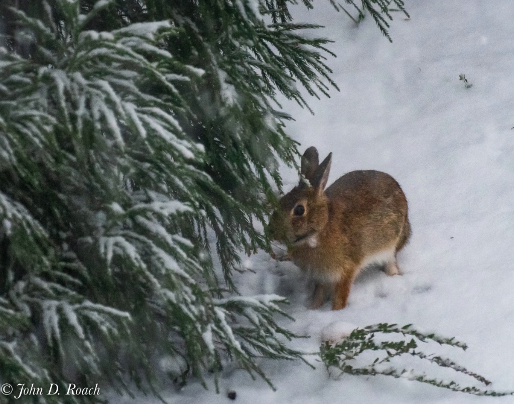 Snow Bunny - ID: 15665033 © John D. Roach