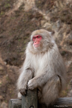 Snow Monkey in Contemplation 