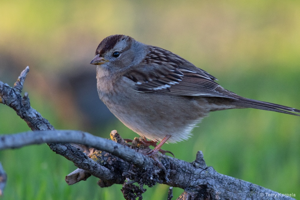 White-crowned Sparrow  (Immature) - ID: 15665036 © Terry Korpela