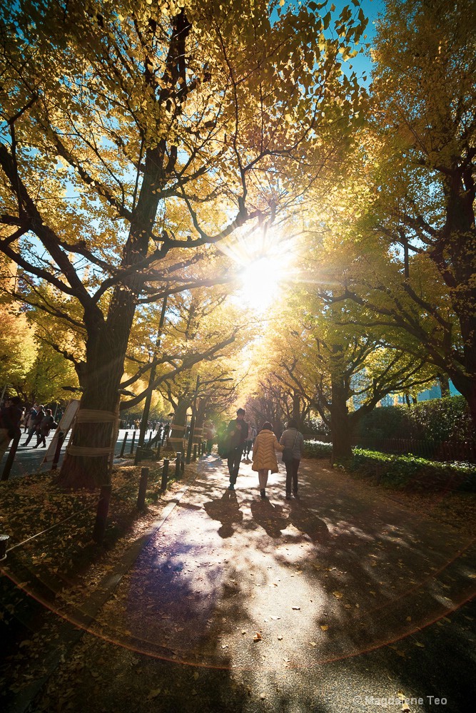 Autumn in Tokyo 2018  - ID: 15665038 © Magdalene Teo