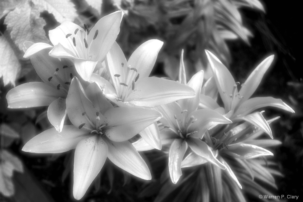 Lily aglow