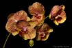Orchid