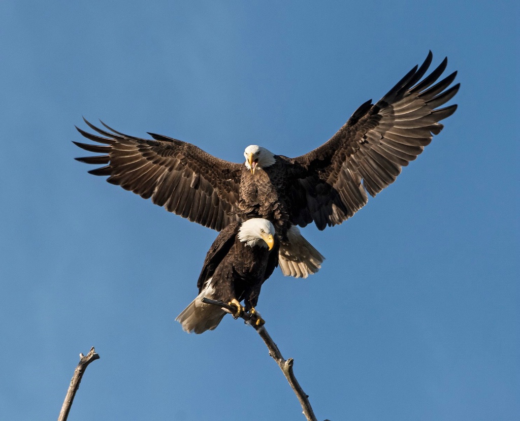 Mating Eagles # 2 - ID: 15665185 © Michael Cenci