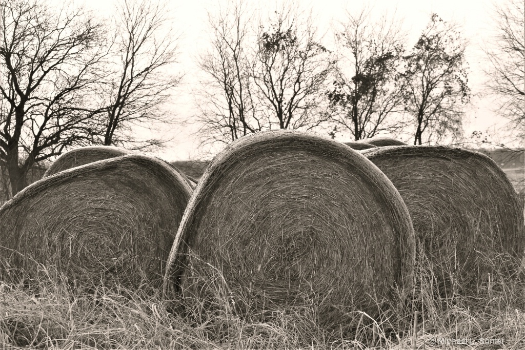 morning hay-bw