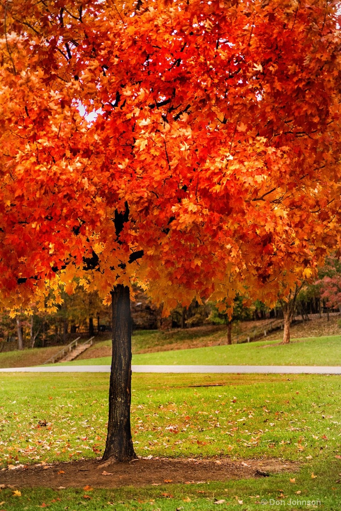 Autumn Orange 3-0 F LR 11-8-18 J053