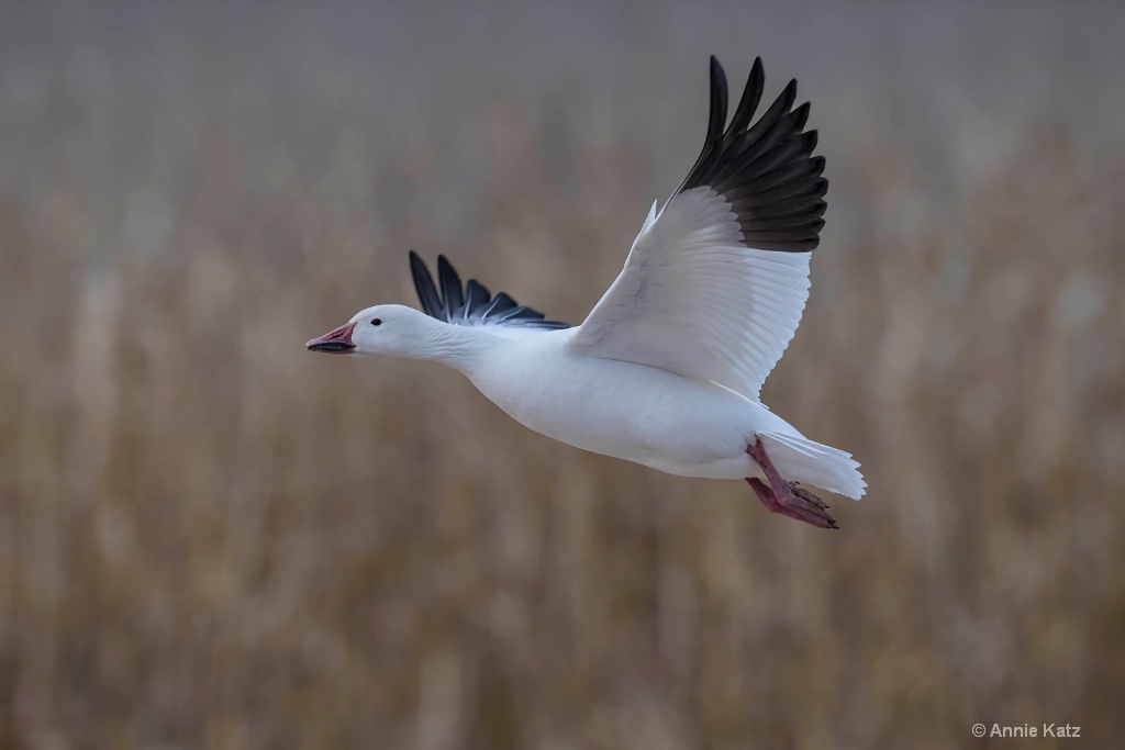 Snow Goose in Flight - ID: 15665405 © Annie Katz