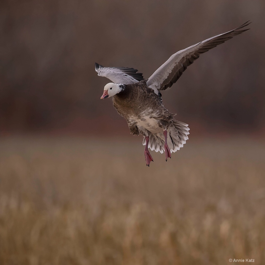 Snow Goose Morph - ID: 15665406 © Annie Katz