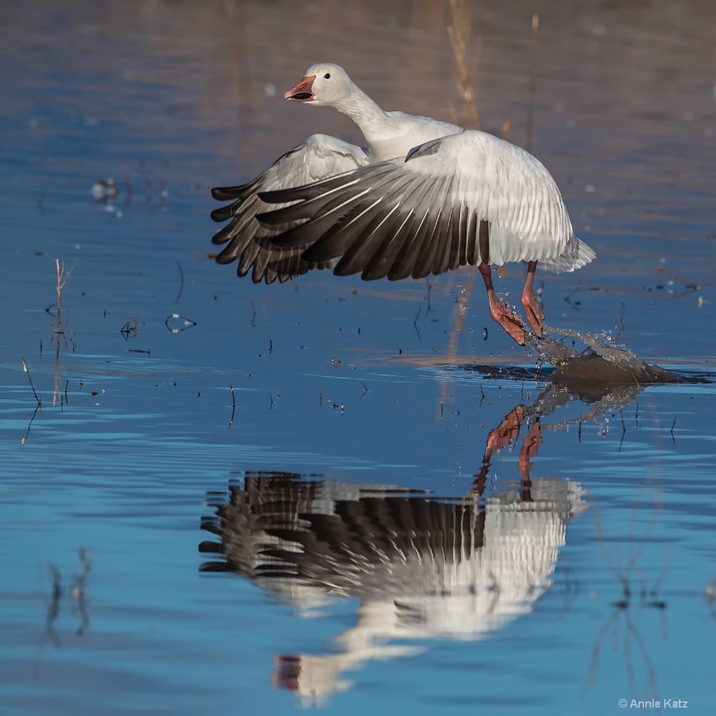 Snow Goose Take Off - ID: 15665407 © Annie Katz