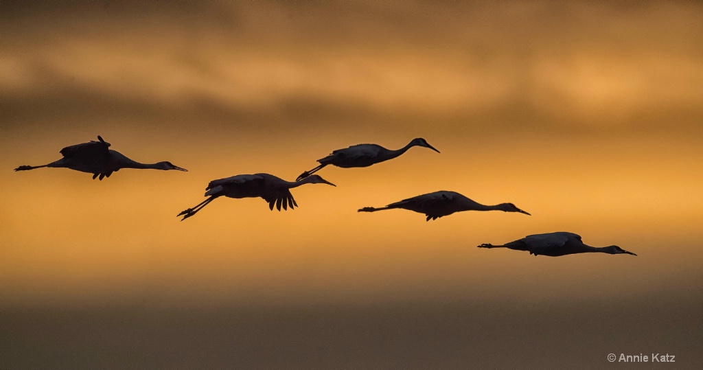 Sunset Cranes - ID: 15665413 © Annie Katz