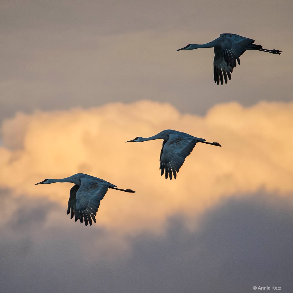 Three Cranes - ID: 15665420 © Annie Katz