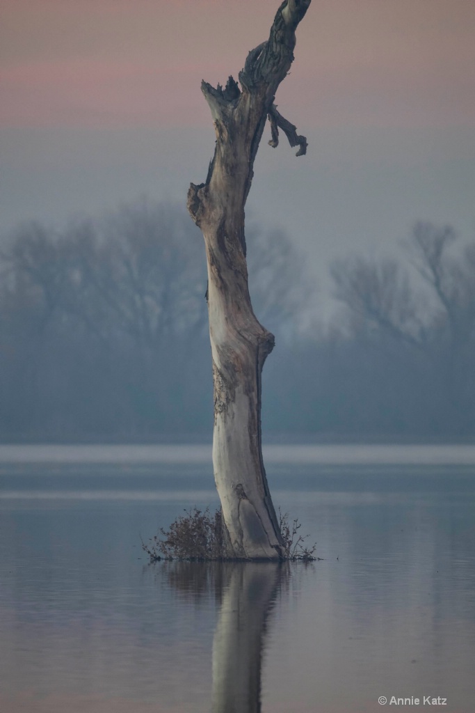 Tree in Mist - ID: 15665421 © Annie Katz